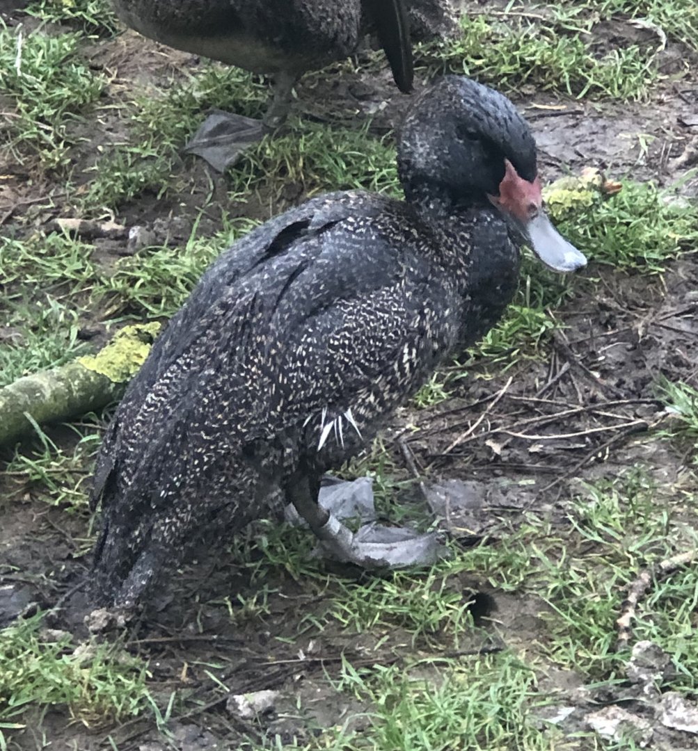 Waterfowl ID - Melsop farm park
