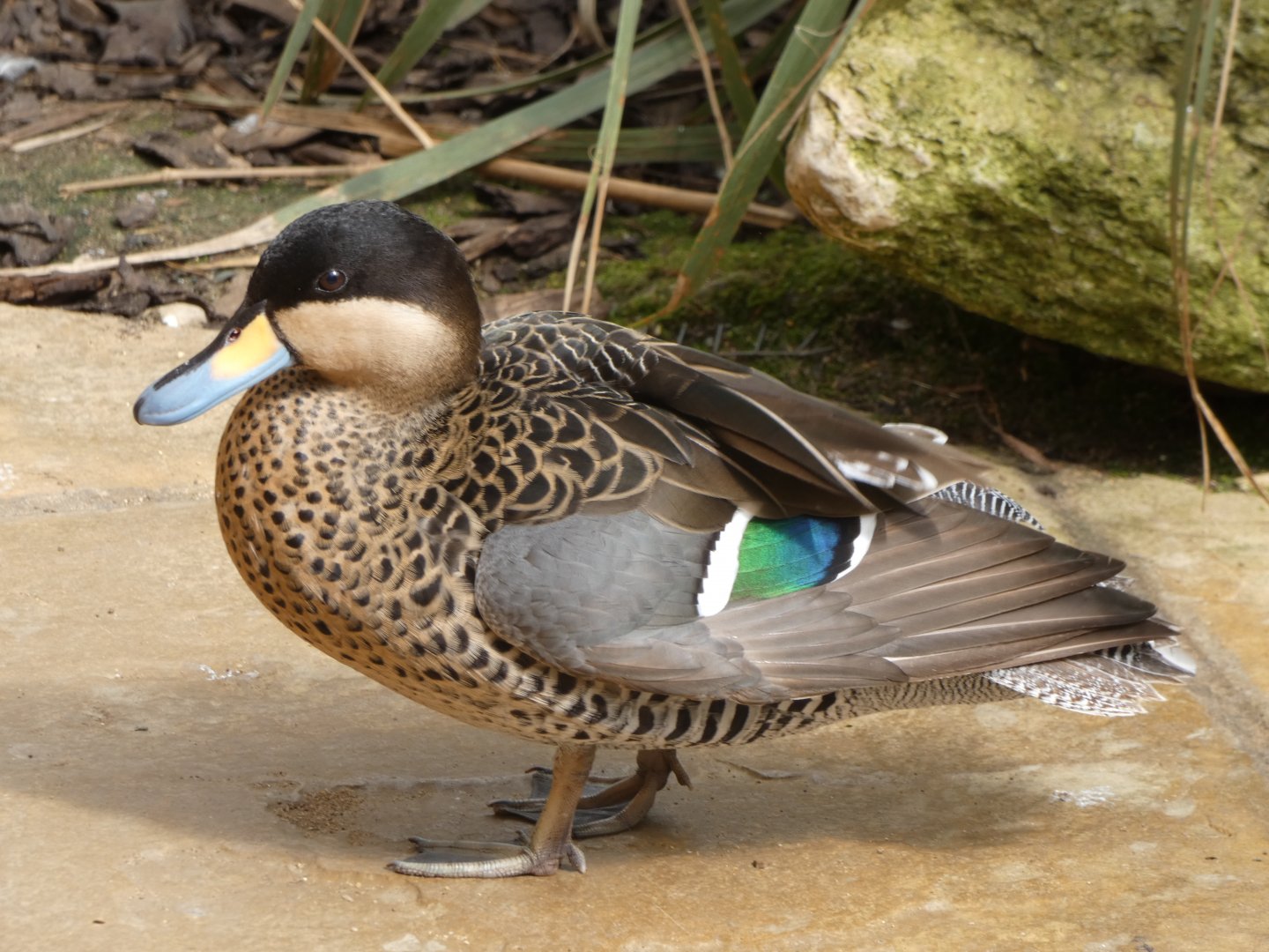 Waterfowl ID? ~ Rutland Zoo