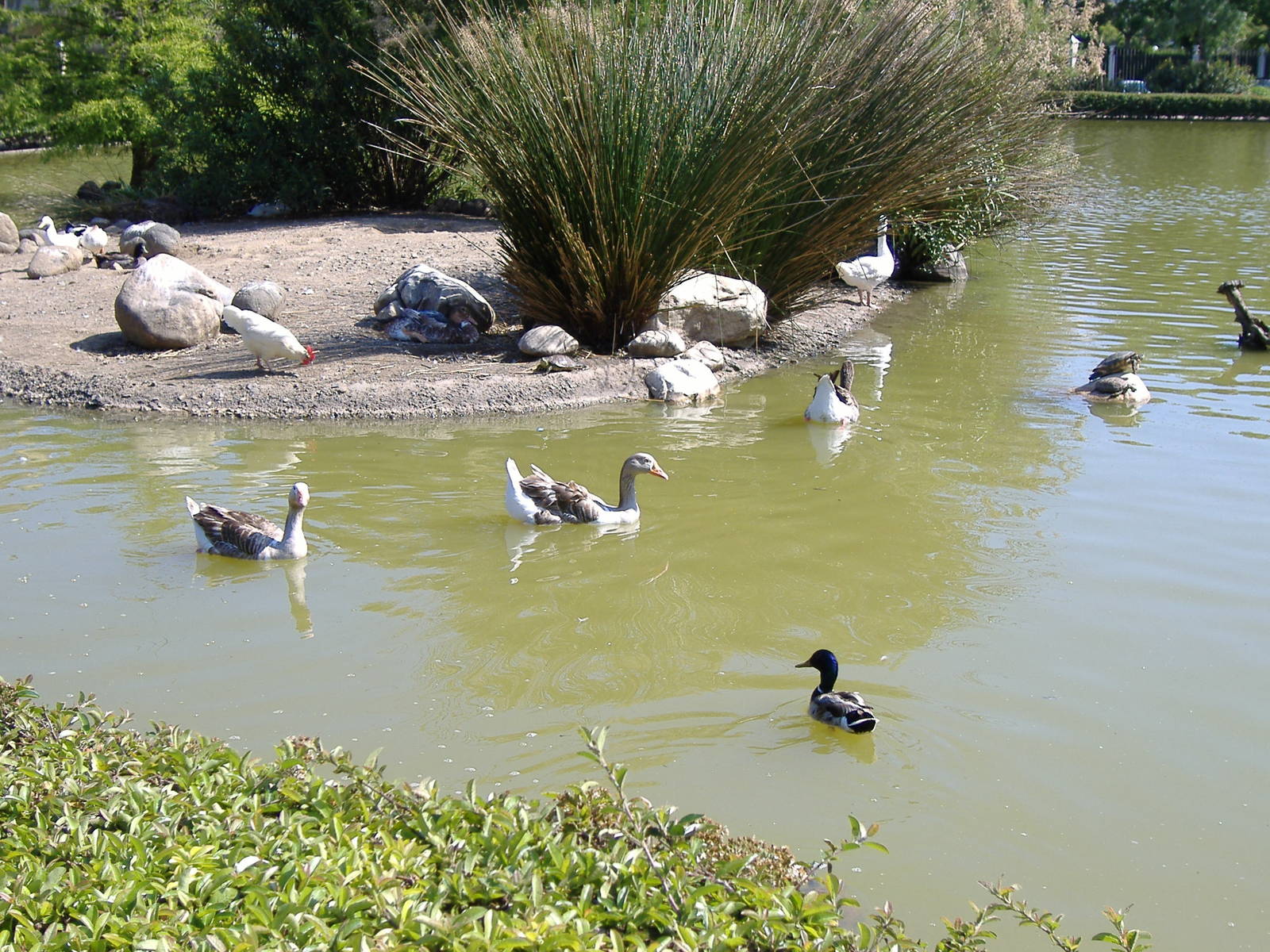 Waterfowl in Paloma Park, Benalmadena, Malaga
