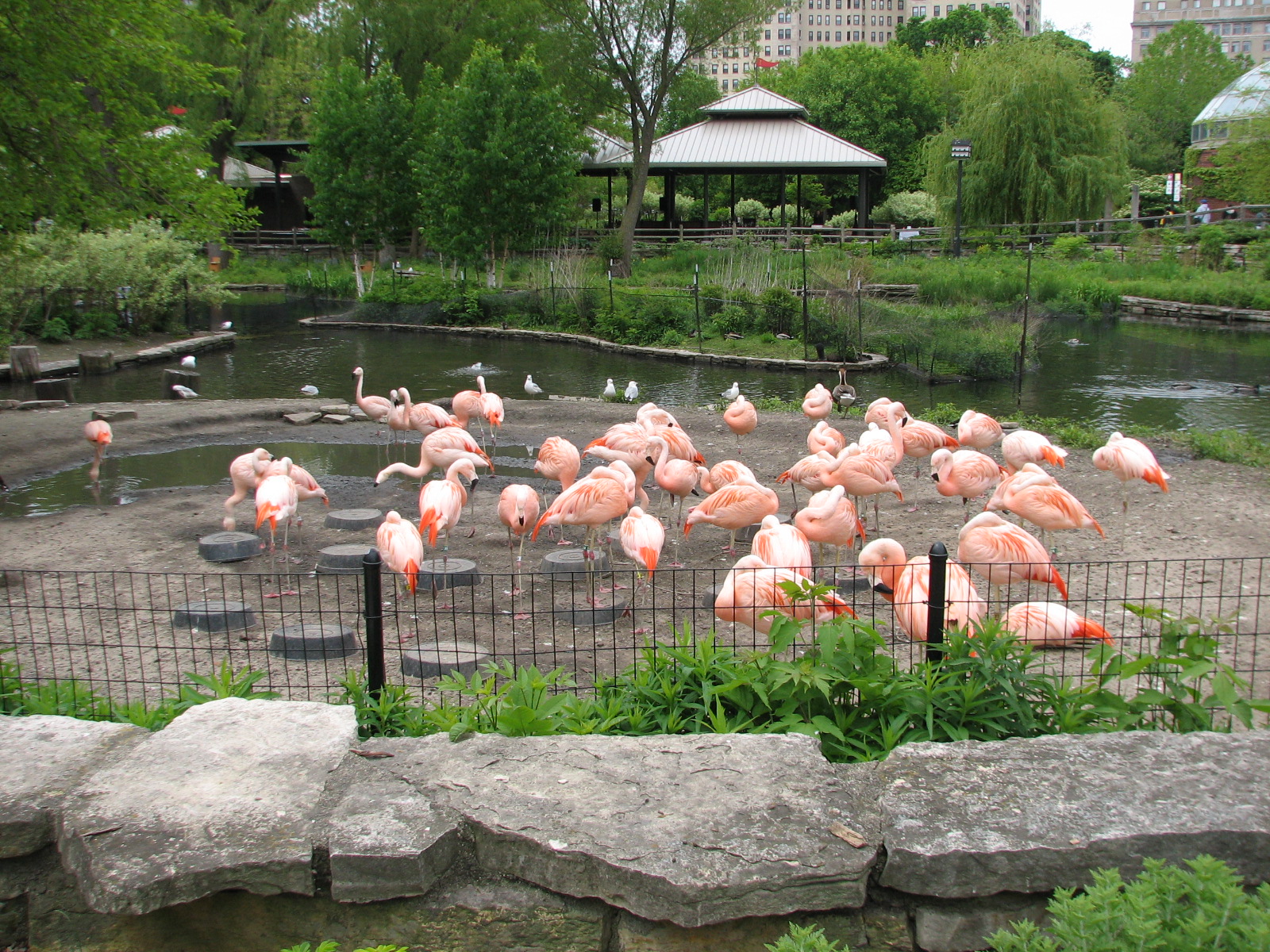Waterfowl Lagoon - Flamingo Exhibit