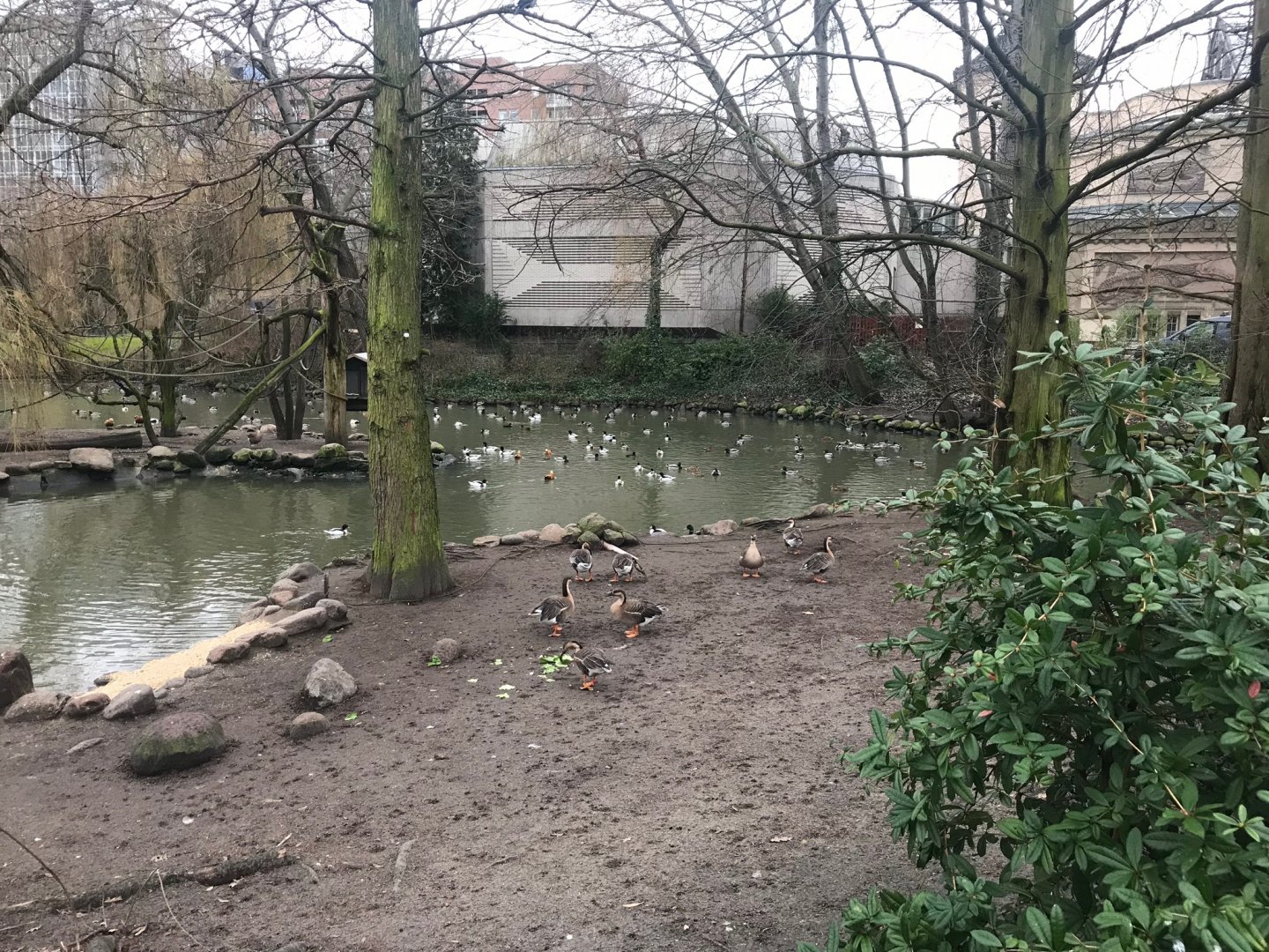 Waterfowl lake 290118