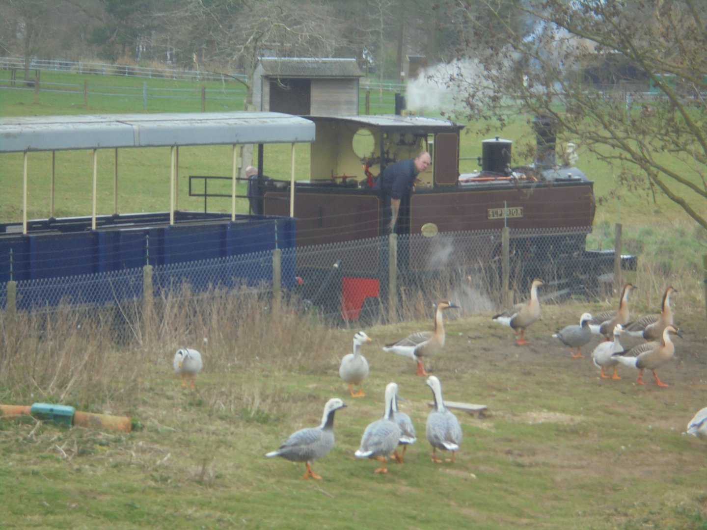 Waterfowl/lake enclosure and train.