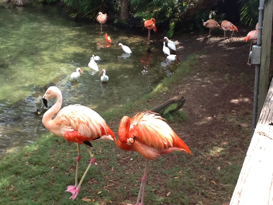 Waterfowl Lake- Flamingoes