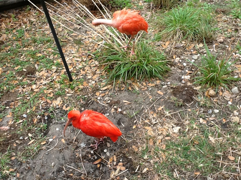 Waterfowl Lake- Scarlet Ibises