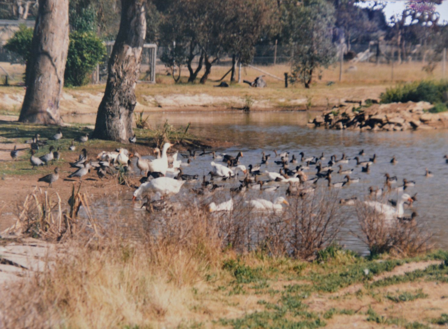 Waterfowl  Mugga Lane zoo