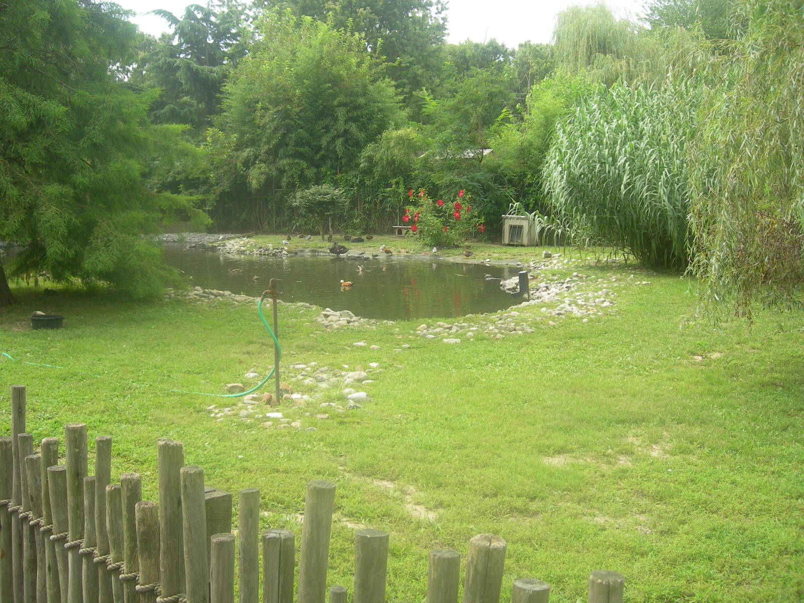Waterfowl/Muntjac Exhibit