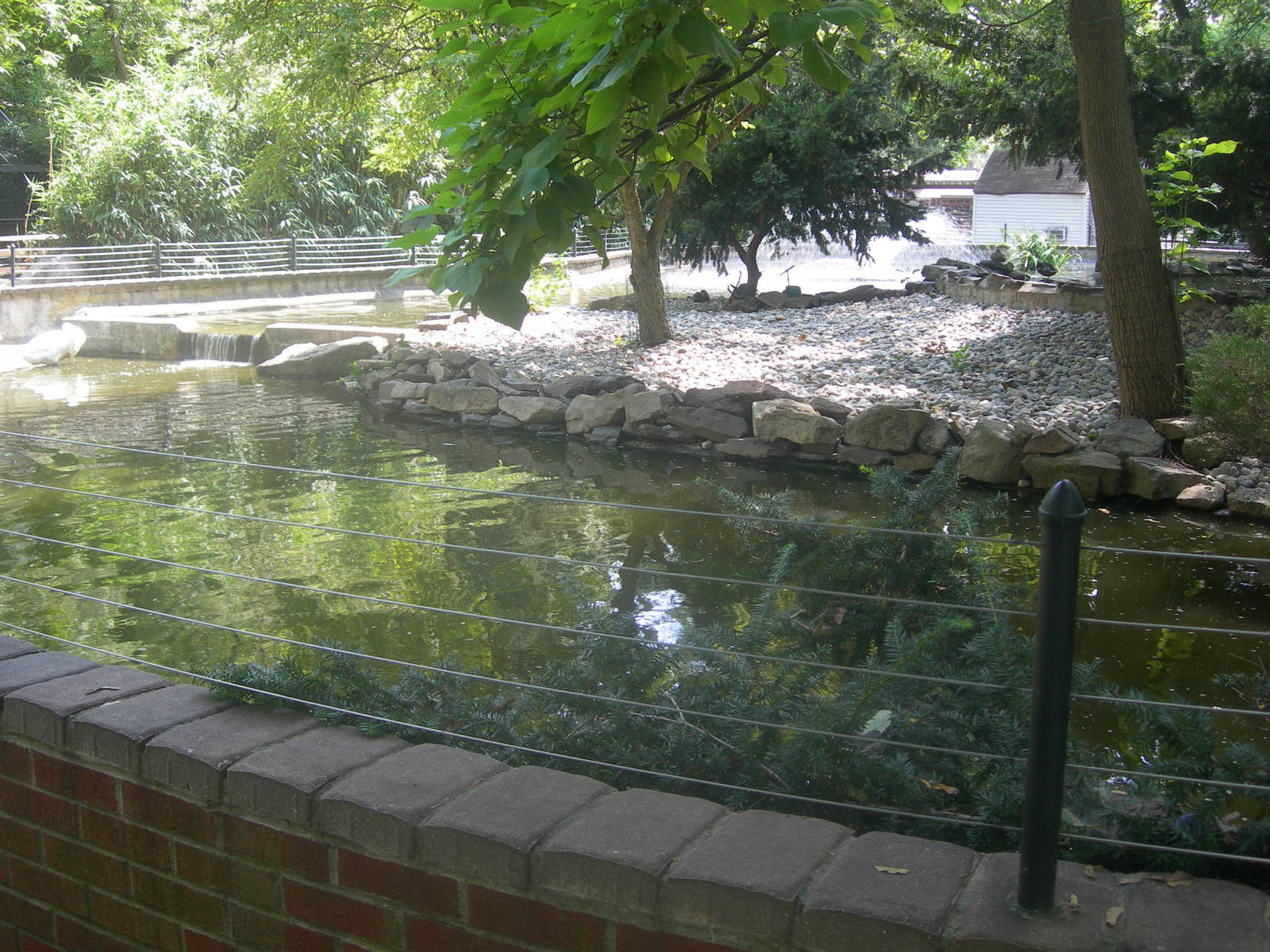 Waterfowl Mute Swan/Muscovy Exhibit