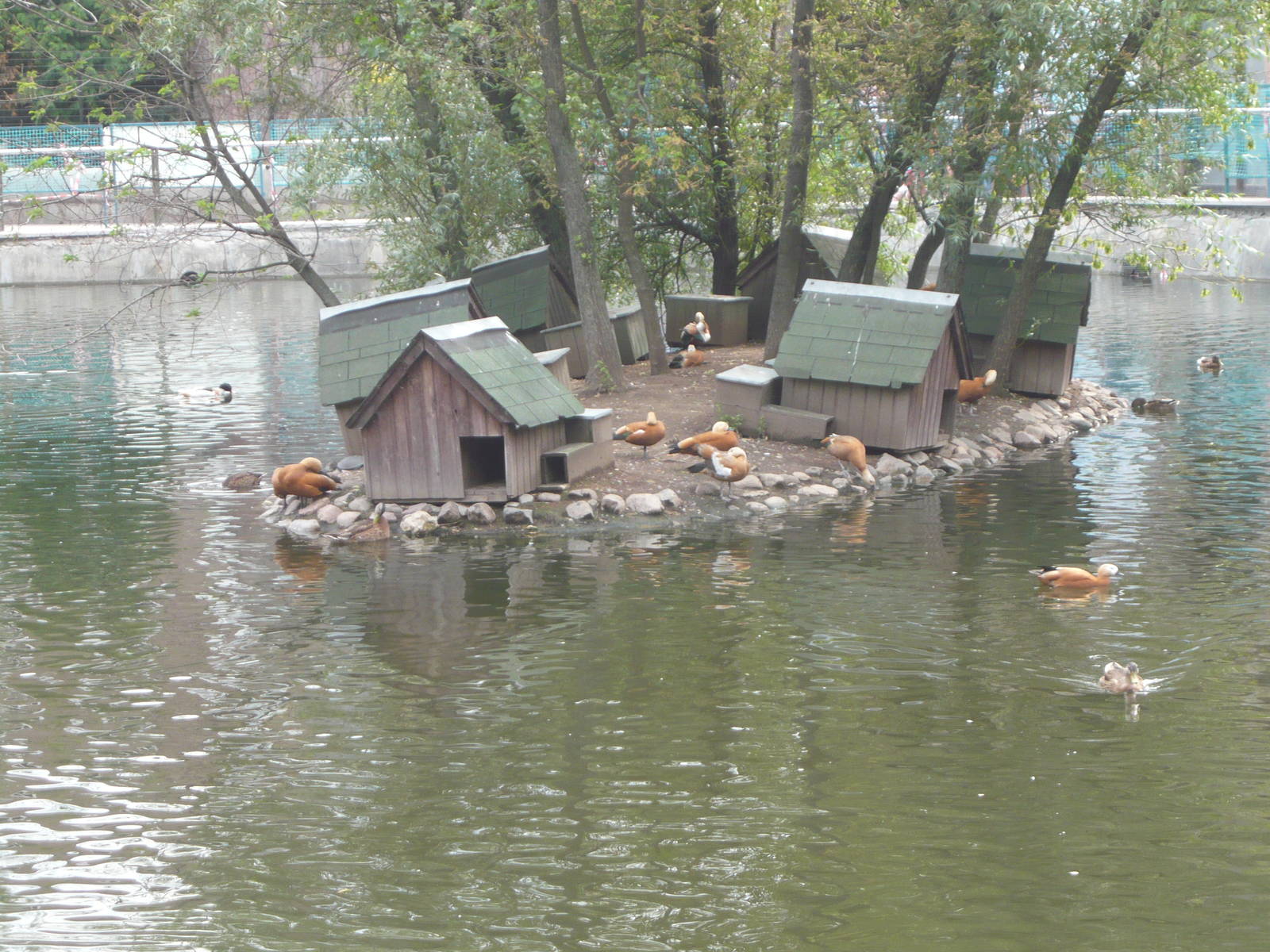 Waterfowl nest boxes