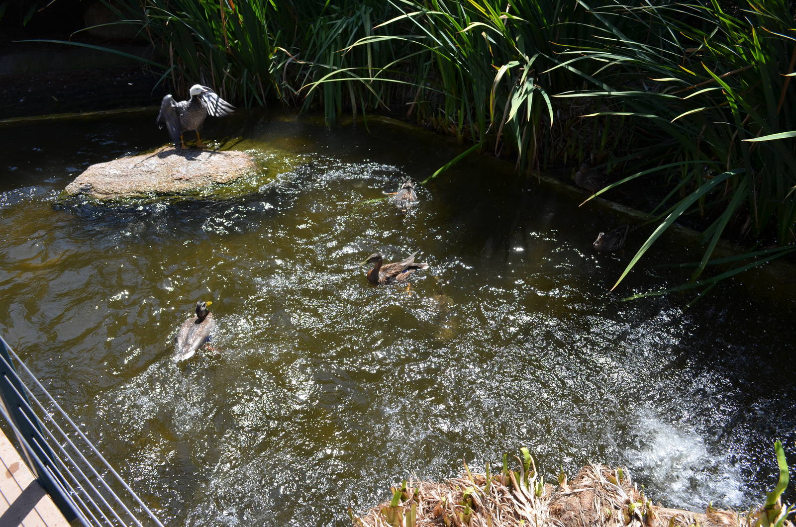 Waterfowl - Northern Frontier