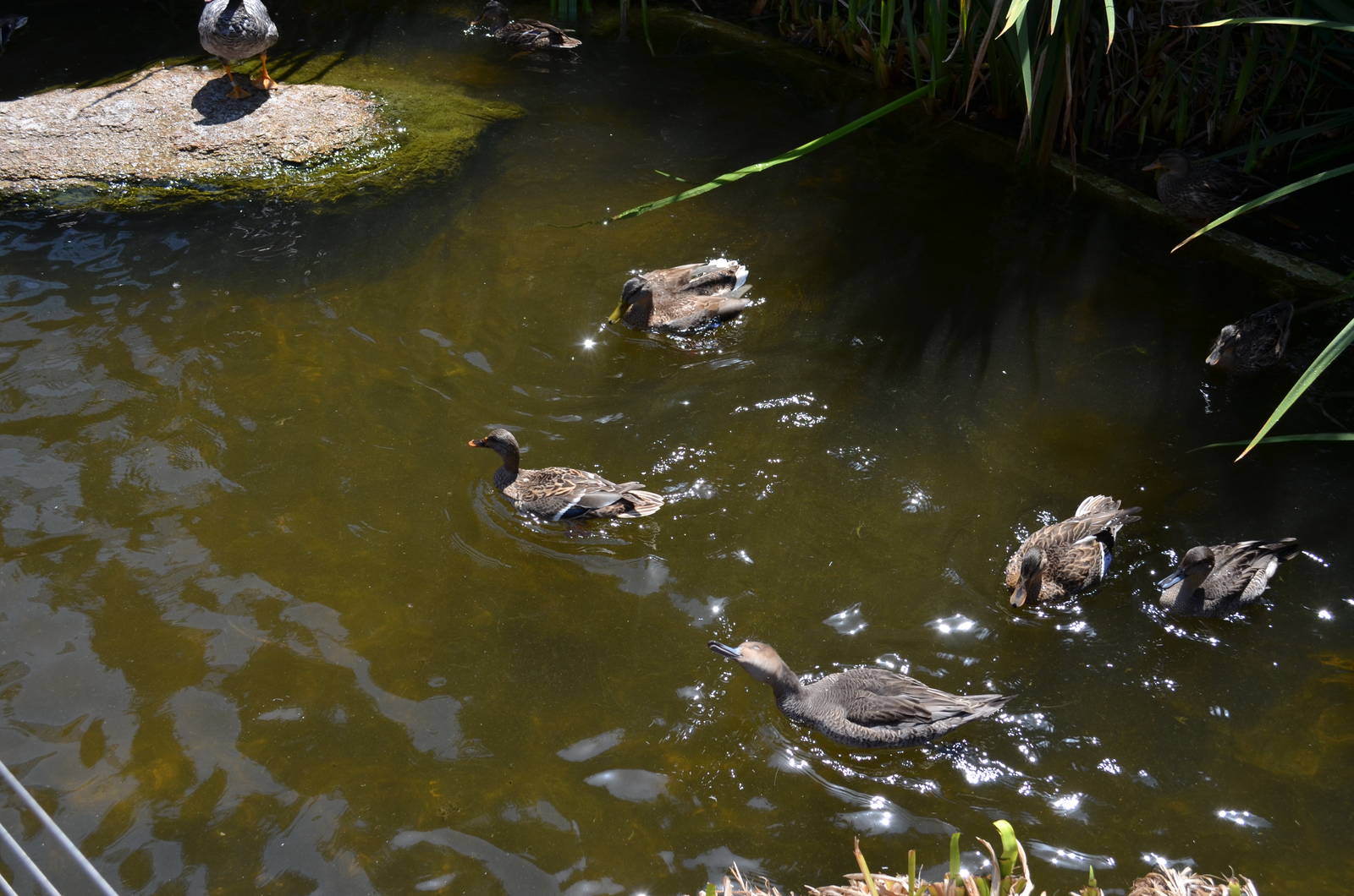 Waterfowl - Northern Frontier