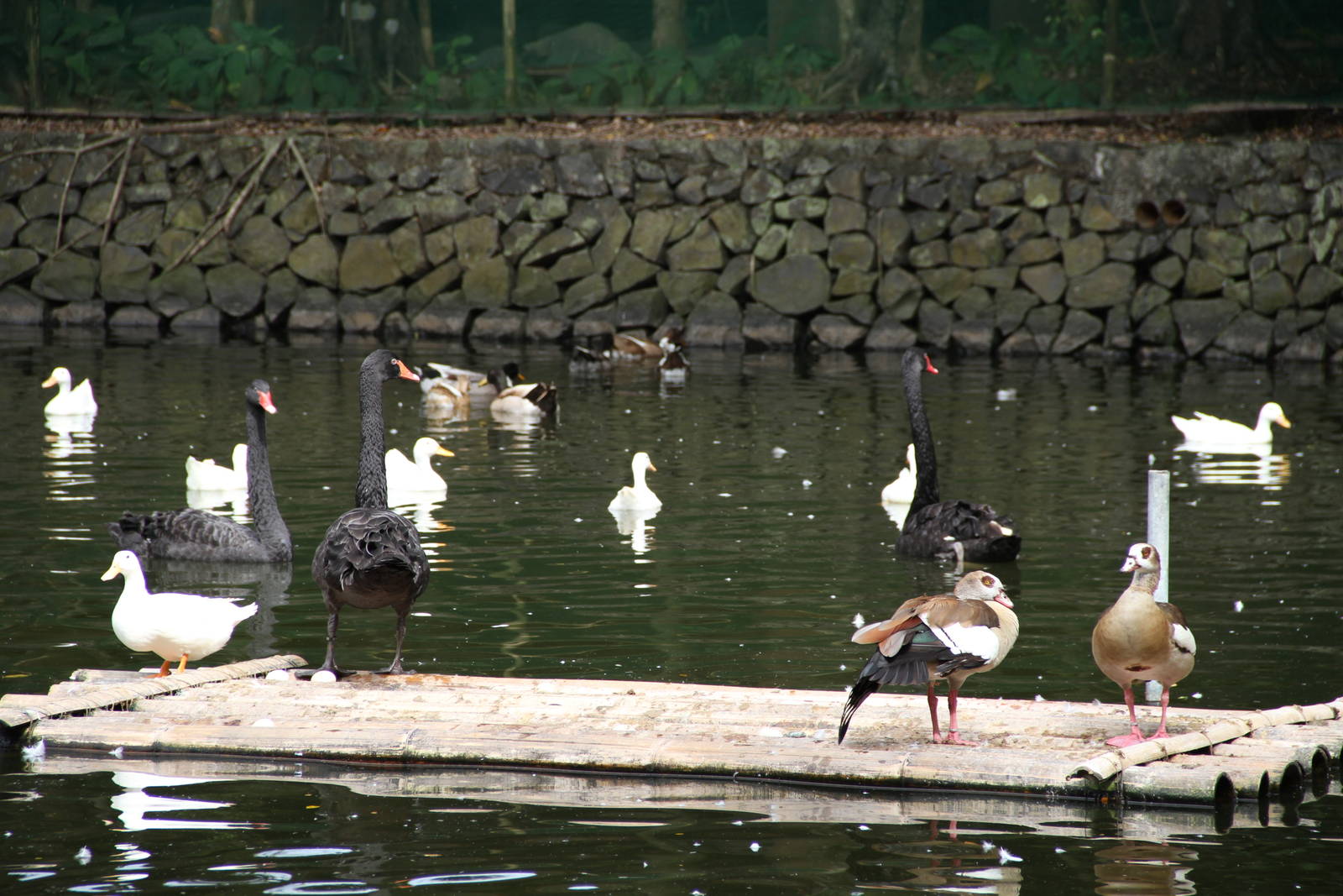 Waterfowl on a floating platform