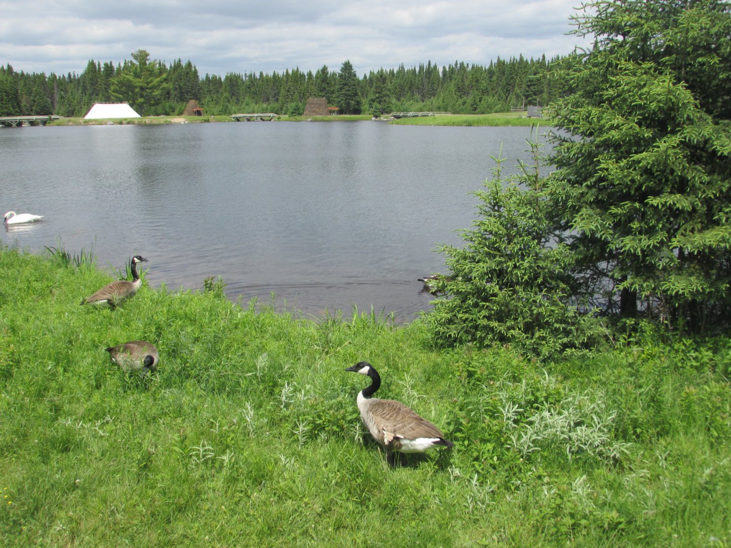 Waterfowl on lake from train