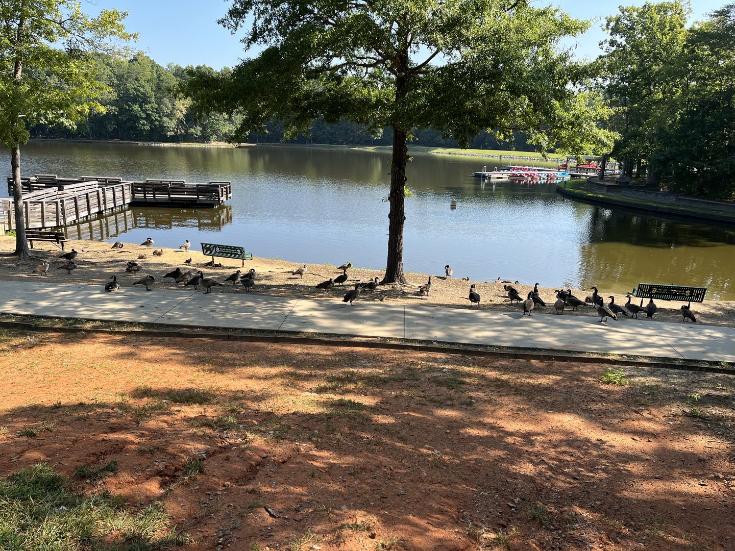 Waterfowl on Lakeshore