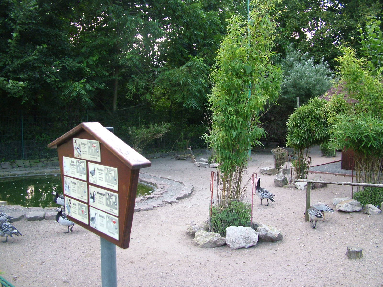 Waterfowl Paddock at Vogelpark Heddesheim, 06/09/10