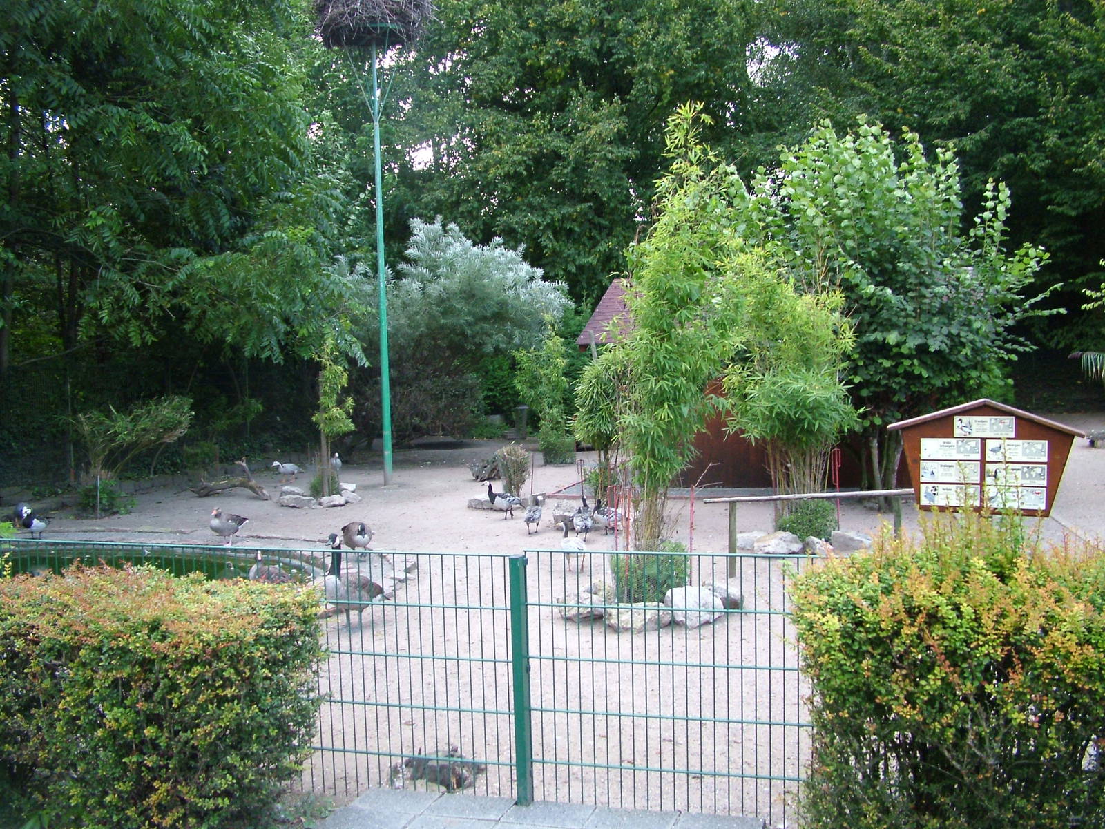 Waterfowl Paddock at Vogelpark Heddesheim, 06/09/11