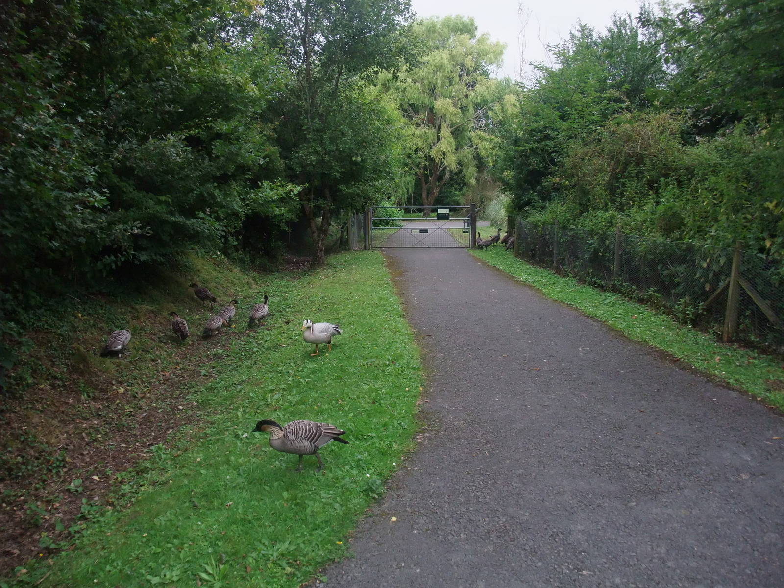 Waterfowl Pens at Llanelli WWT, 31/07/11