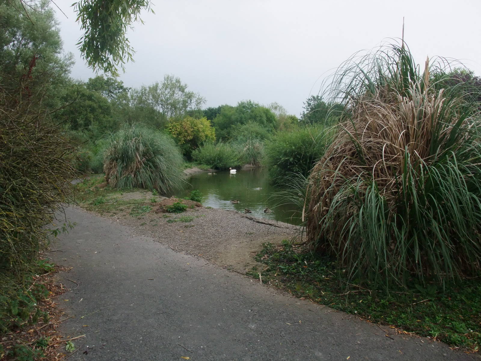 Waterfowl Pens at Llanelli WWT, 31/07/11
