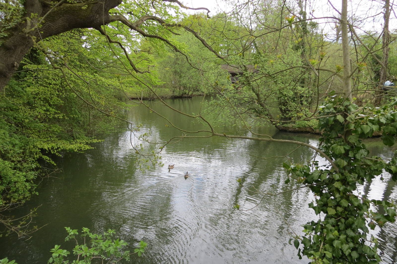 Waterfowl Pond 070515
