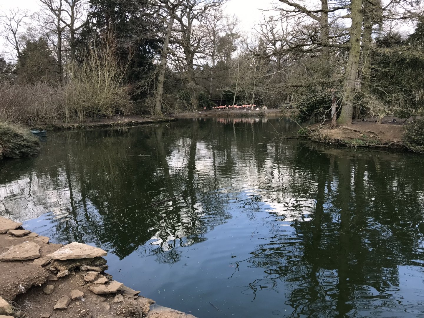 Waterfowl pond 250318