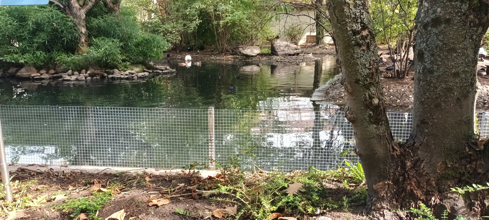 Waterfowl Pond and Monkey Island