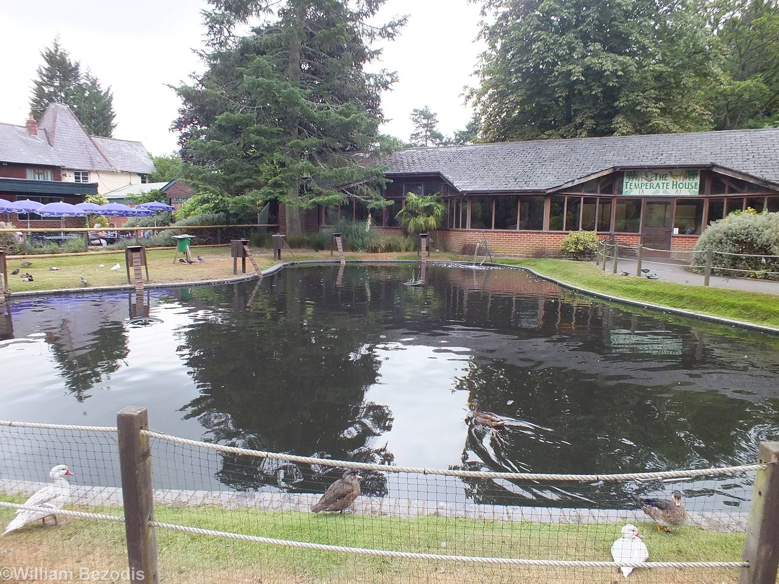 Waterfowl Pond and Temperate House behind