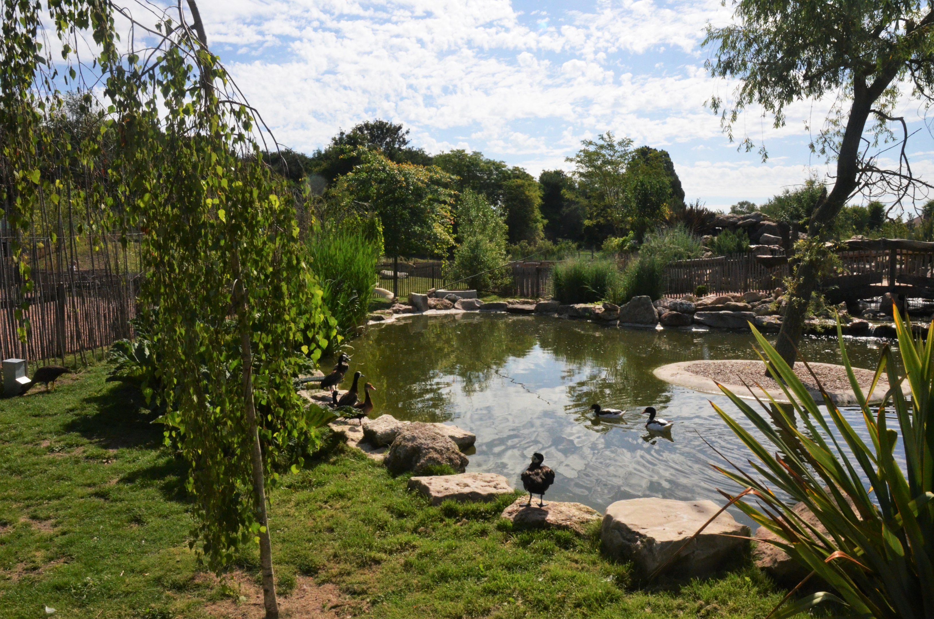 Waterfowl Pond at Biotropica, 16/06/18