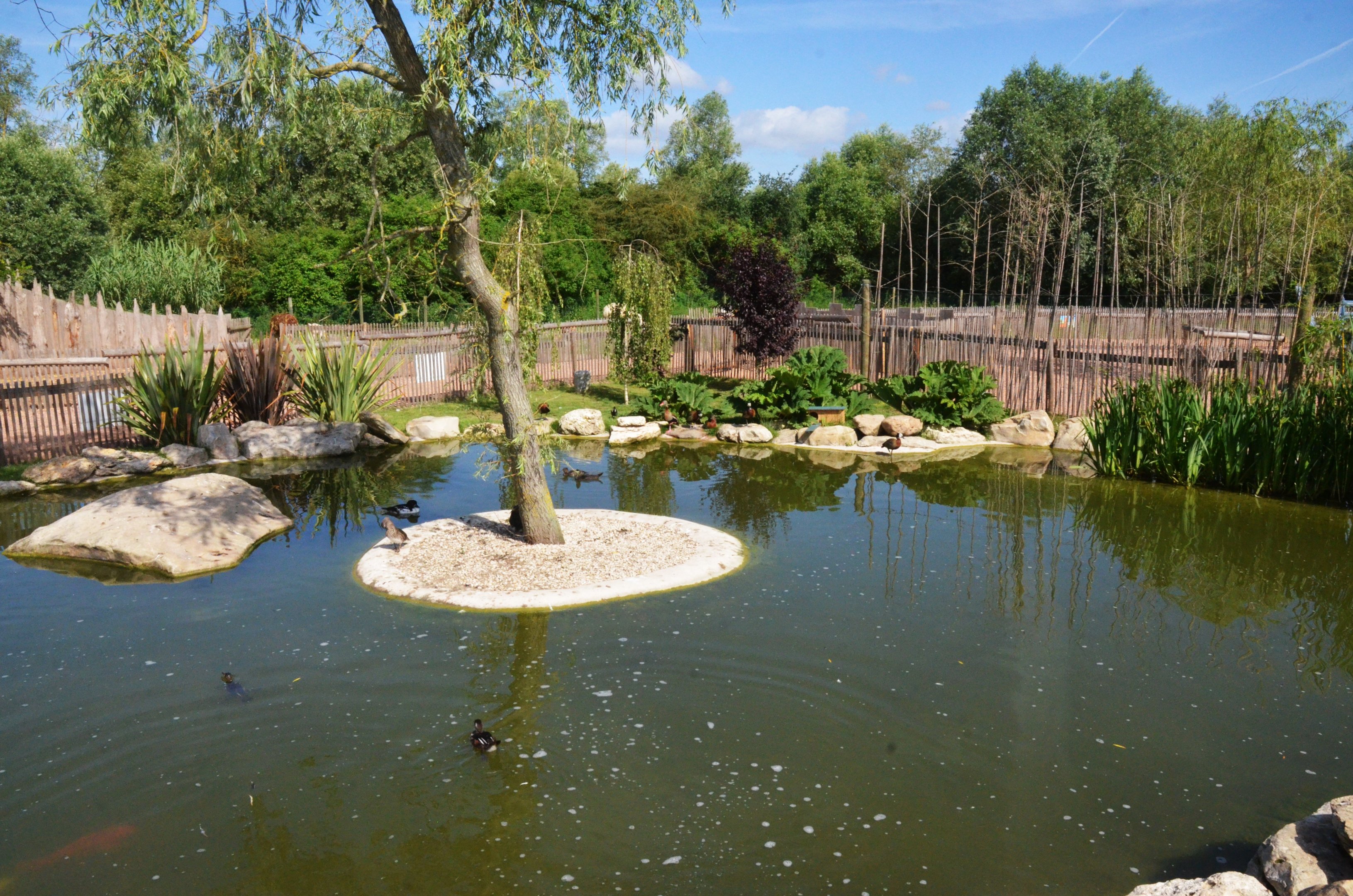 Waterfowl Pond at Biotropica, 16/06/18