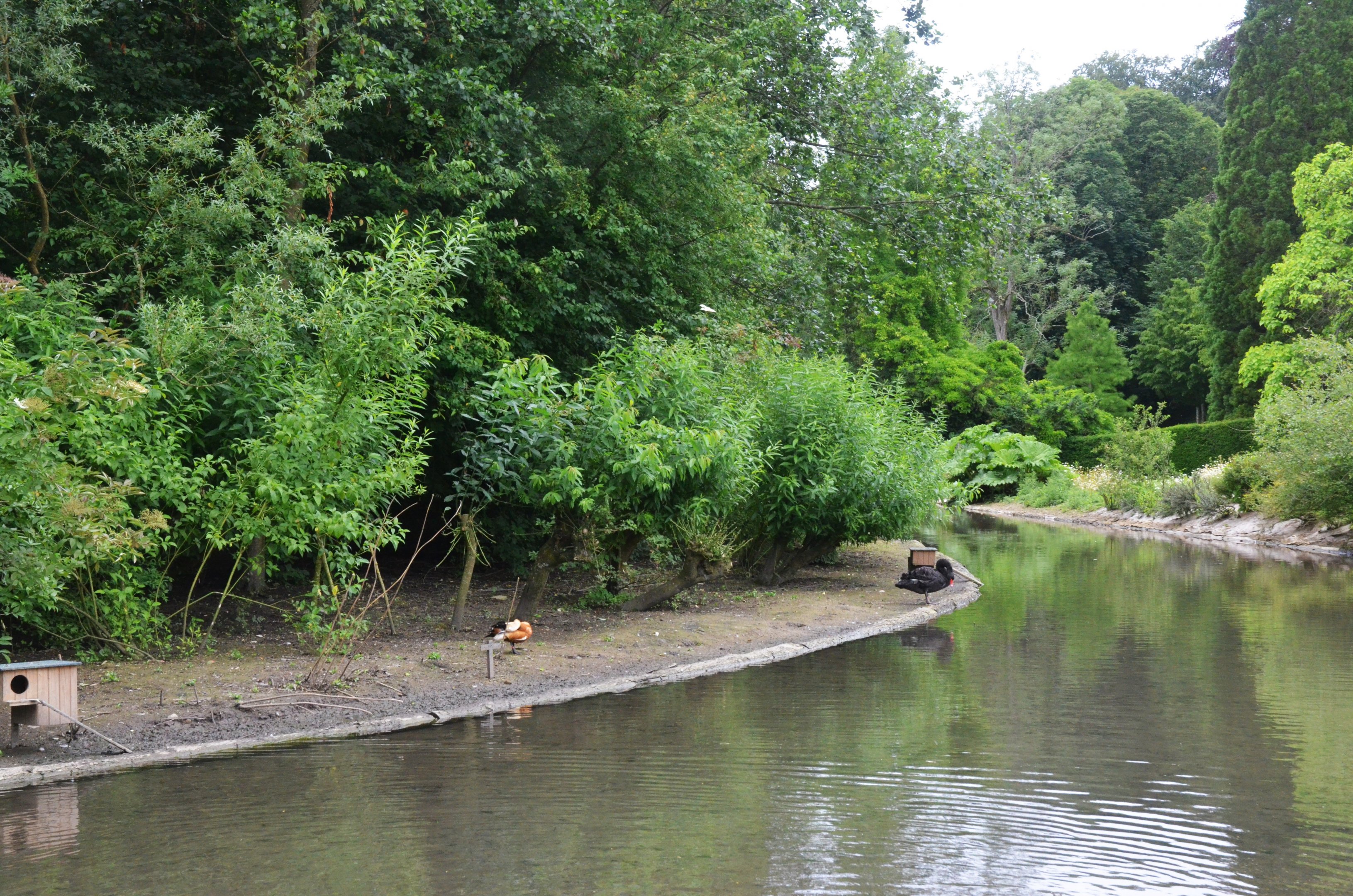 Waterfowl Pond at Clères, 16/06/18