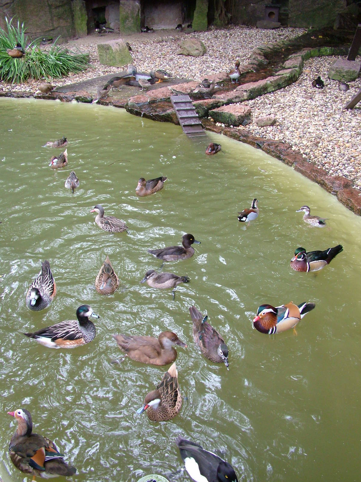 Waterfowl Pond at Halle, 04/09/11