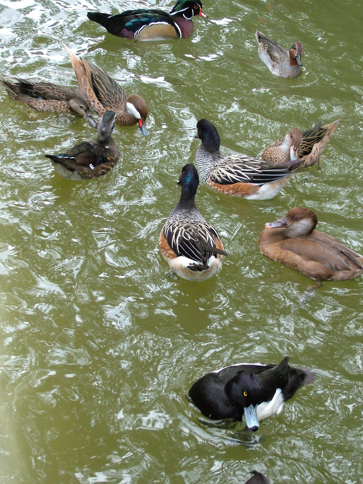 Waterfowl Pond at Halle, 04/09/11