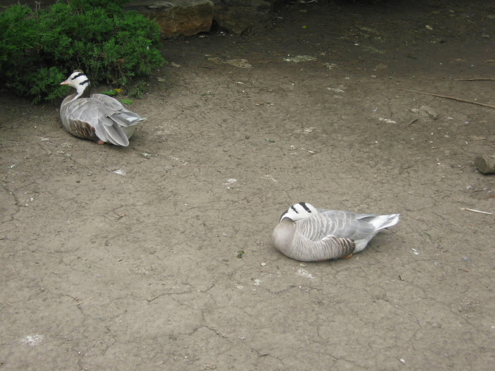 Waterfowl Pond-Bar-Headed Geese