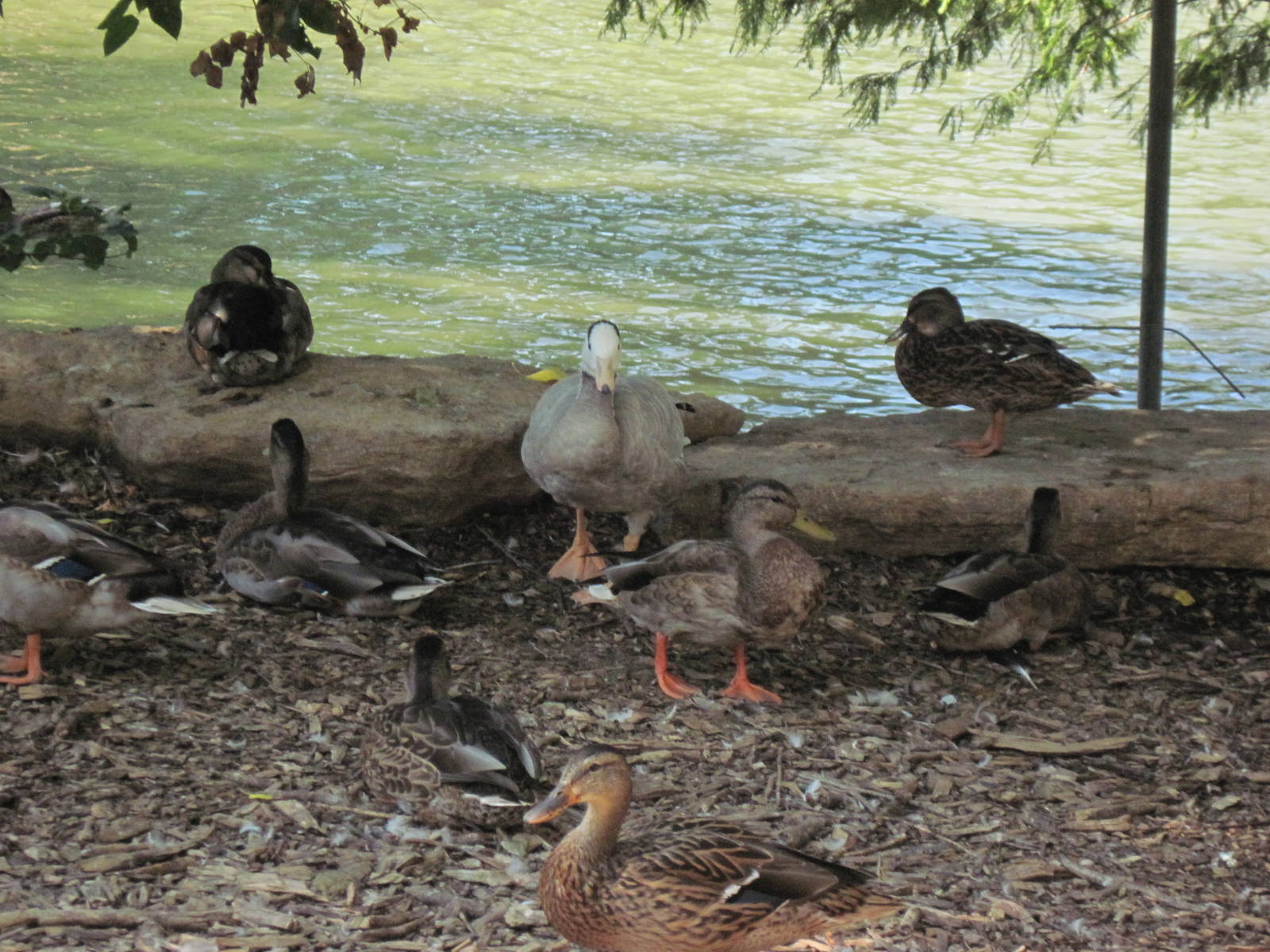 Waterfowl Pond-Bar-headed Goose and Mallard Ducks