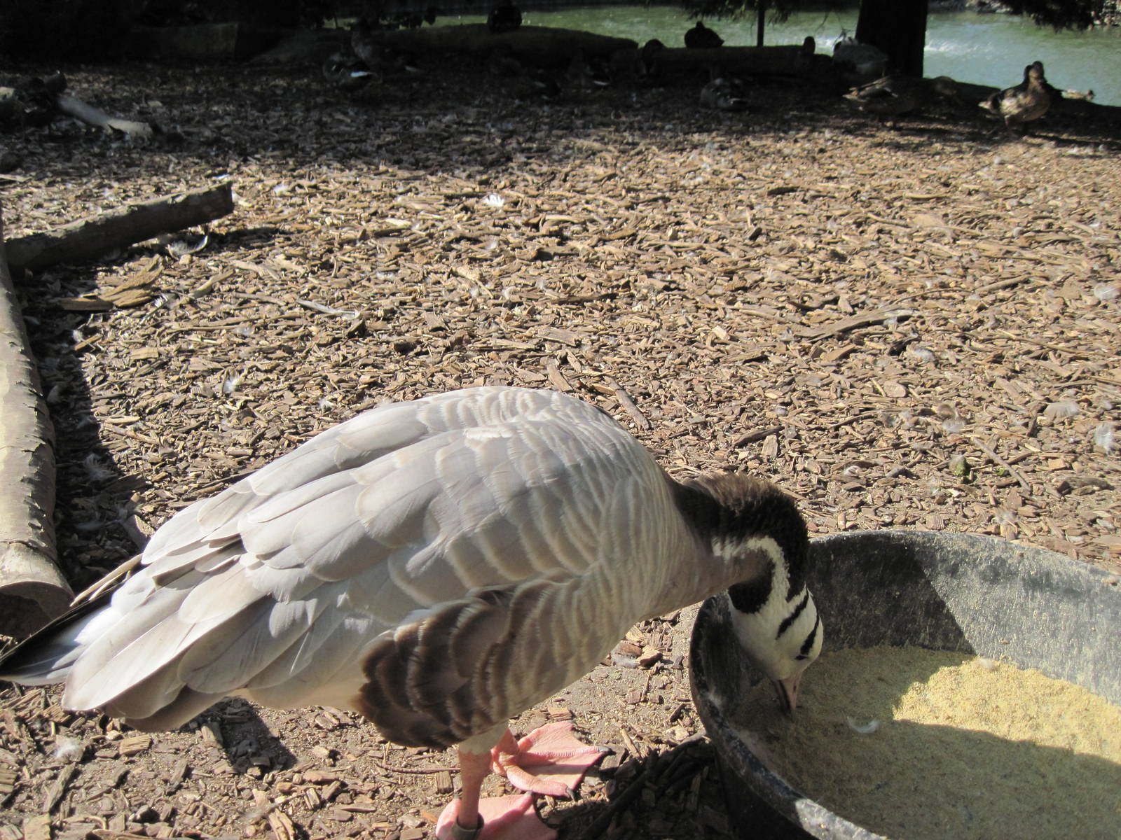 Waterfowl Pond-Bar-headed Goose