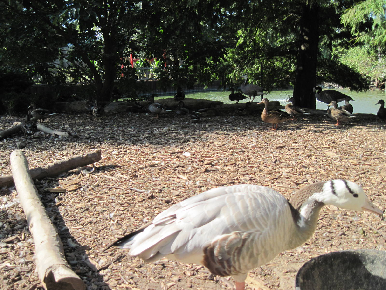 Waterfowl Pond-Bar-headed Goose