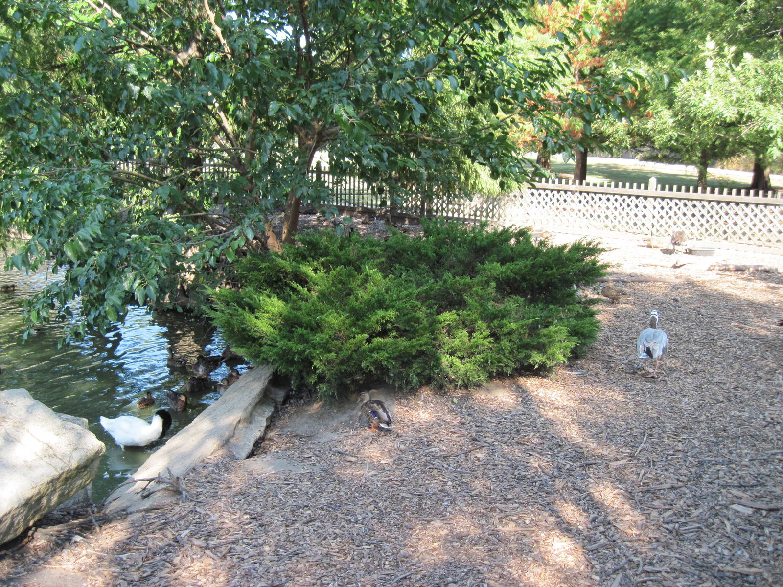 Waterfowl Pond-Black-necked Swan and Bar-headed Goose