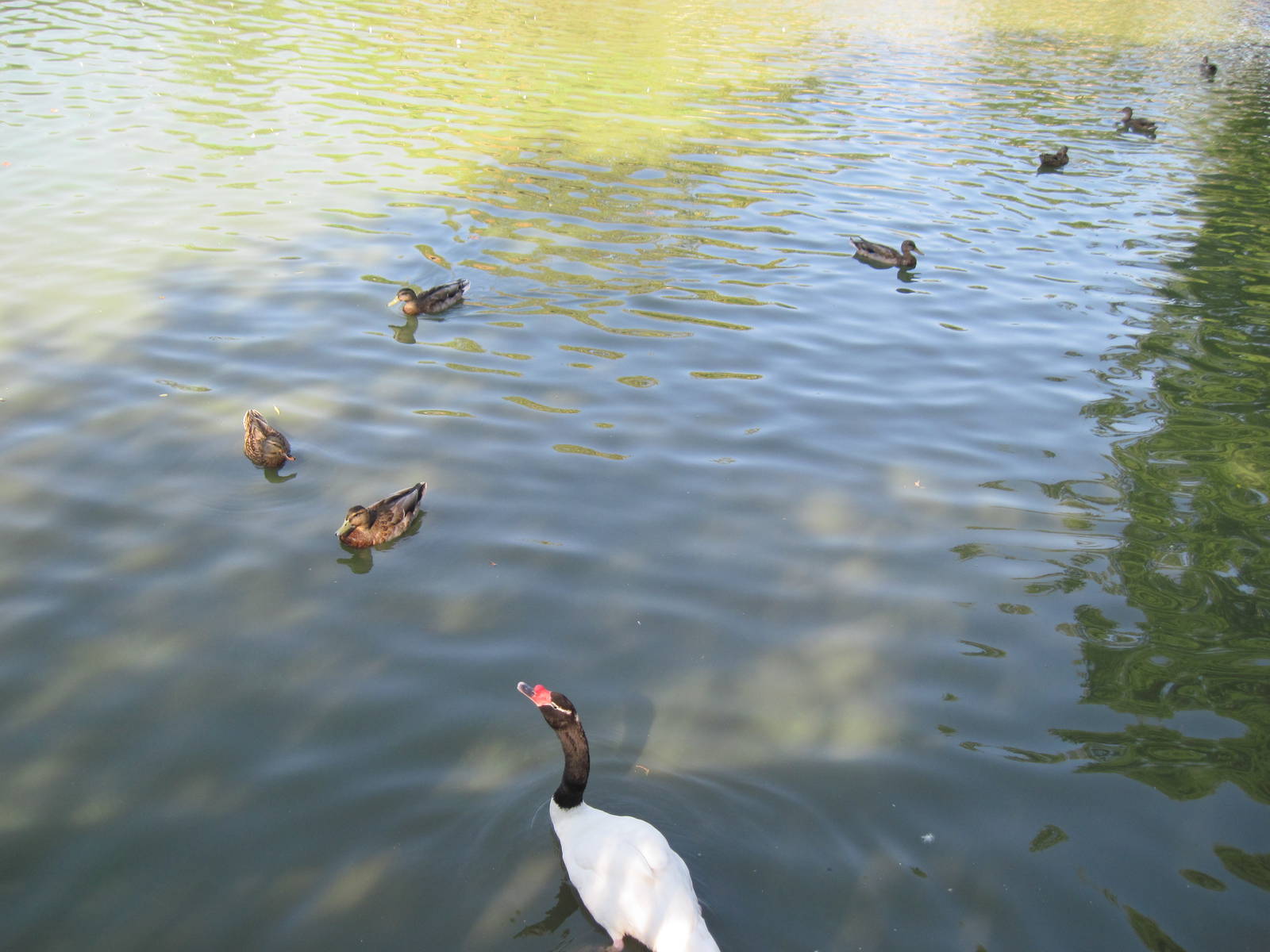 Waterfowl Pond-Black-necked Swan and Mallard Ducks