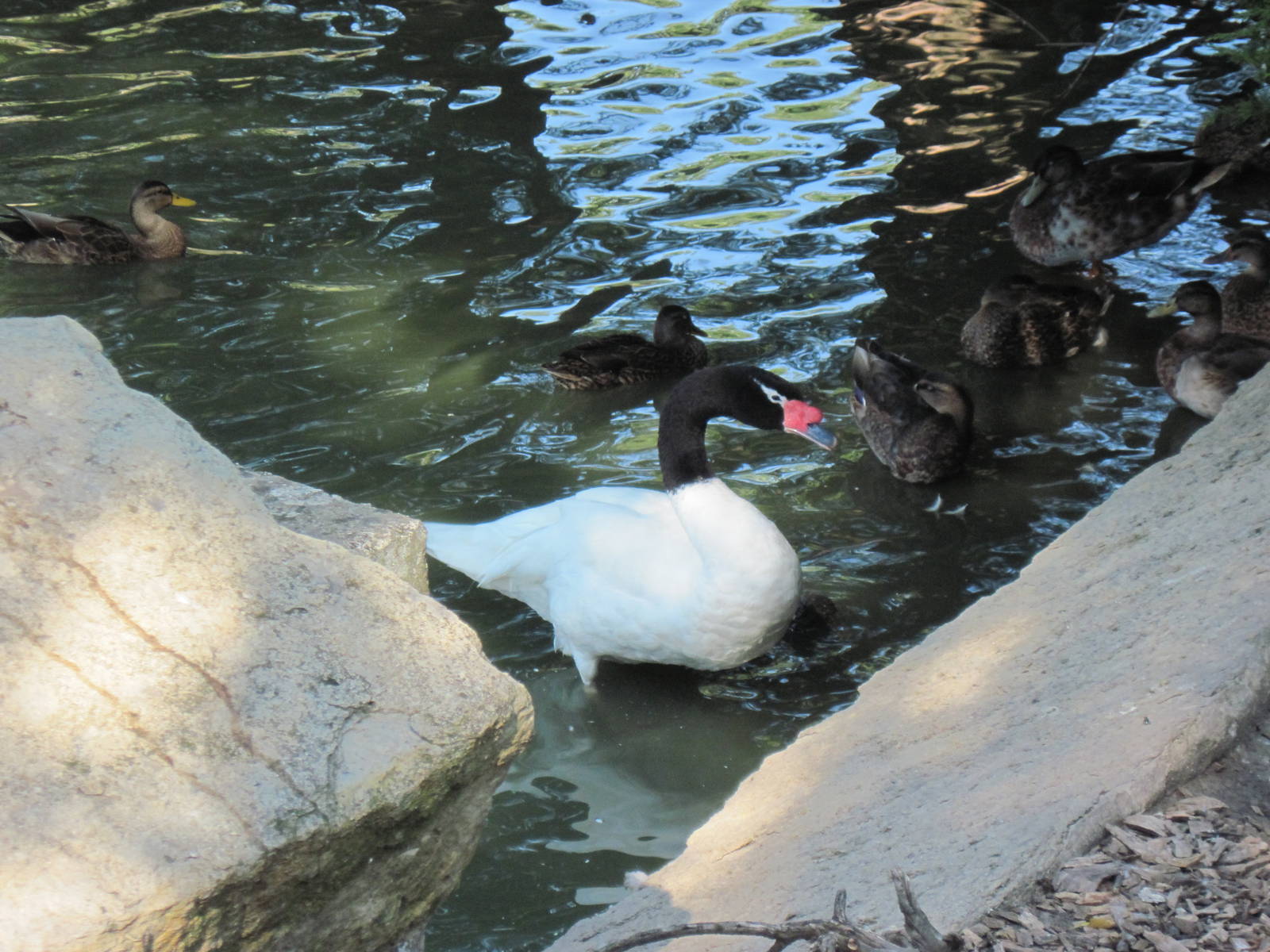 Waterfowl Pond-Black-necked Swan