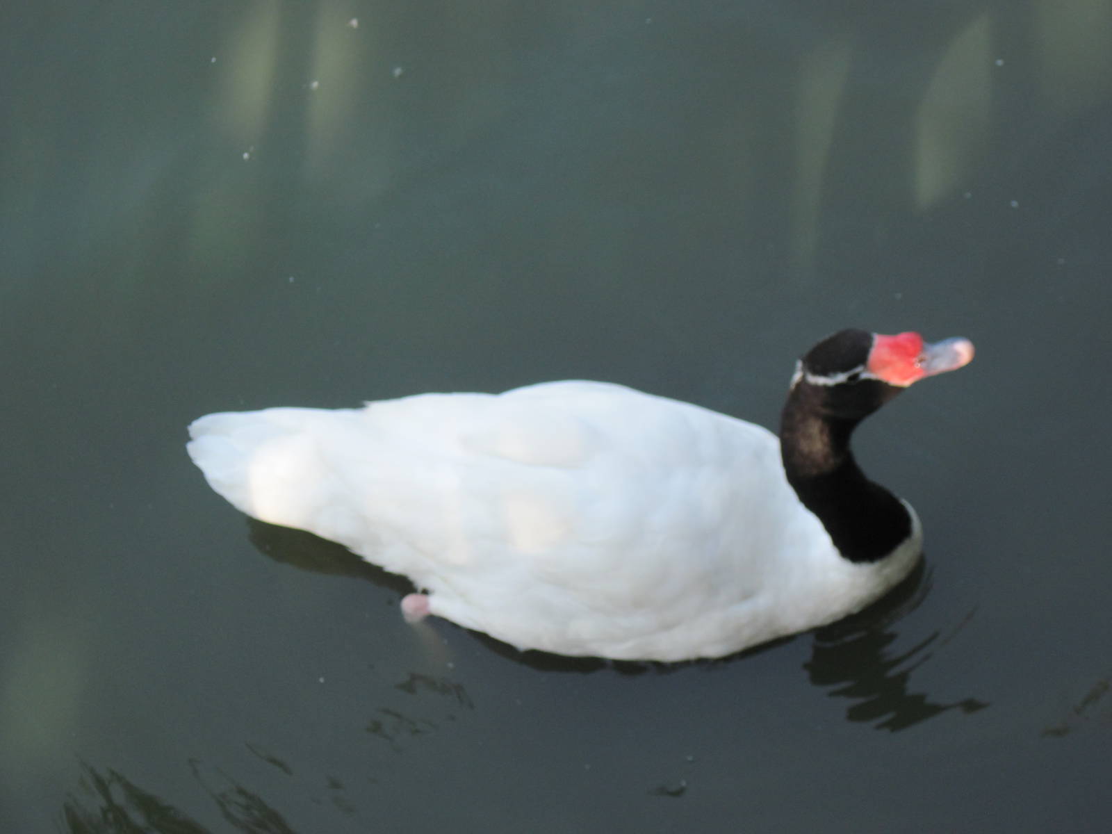 Waterfowl Pond-Black-necked Swan