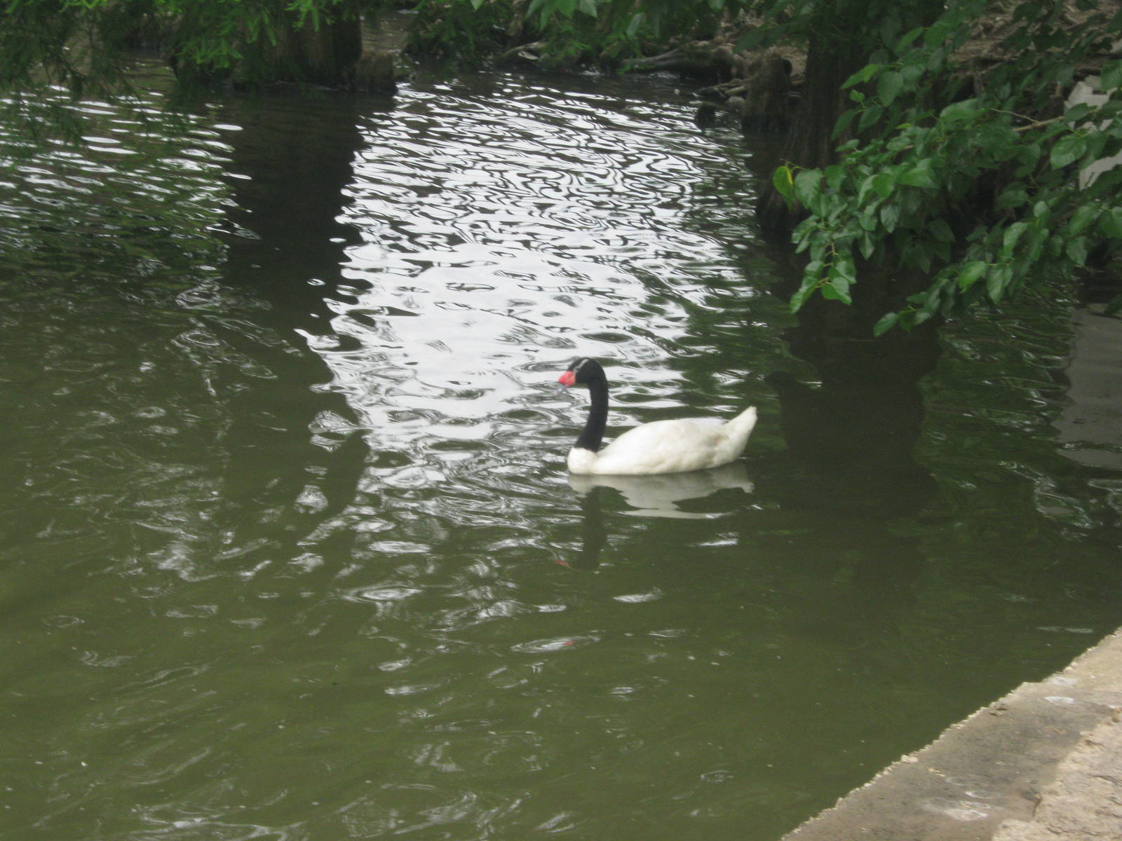 Waterfowl Pond-Black-Necked Swan
