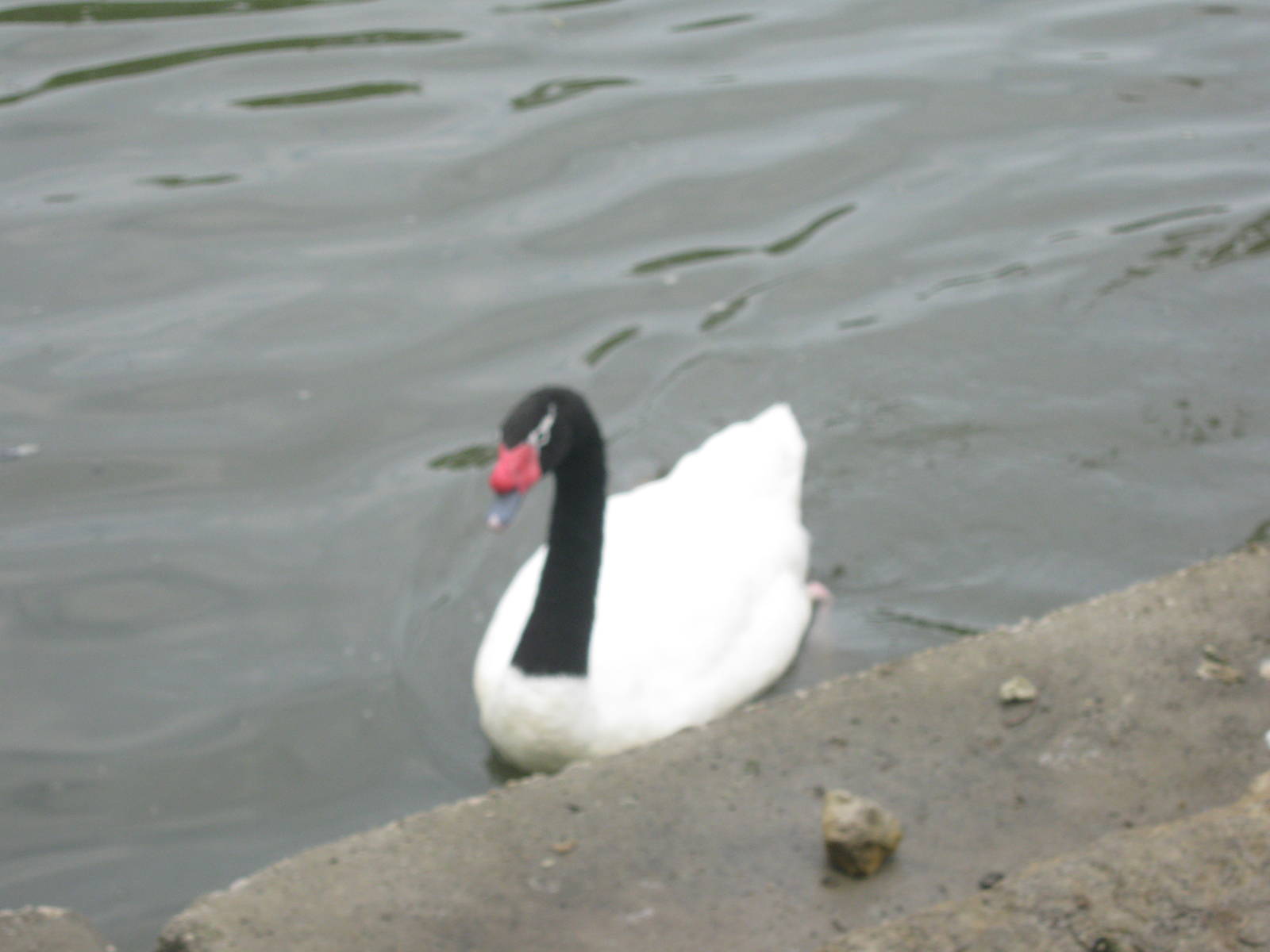 Waterfowl Pond-Black-Necked Swan