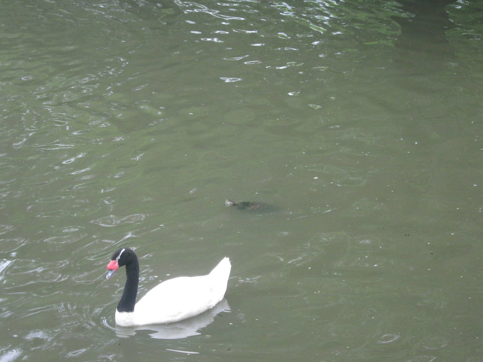 Waterfowl Pond-Black-Necked Swan