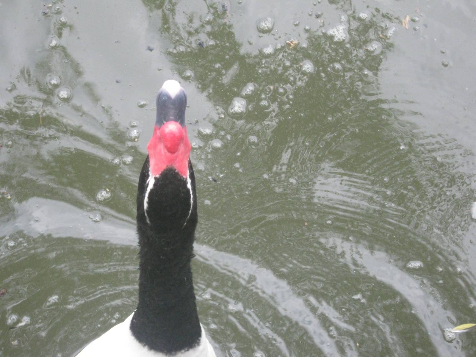 Waterfowl Pond-Black-Necked Swan