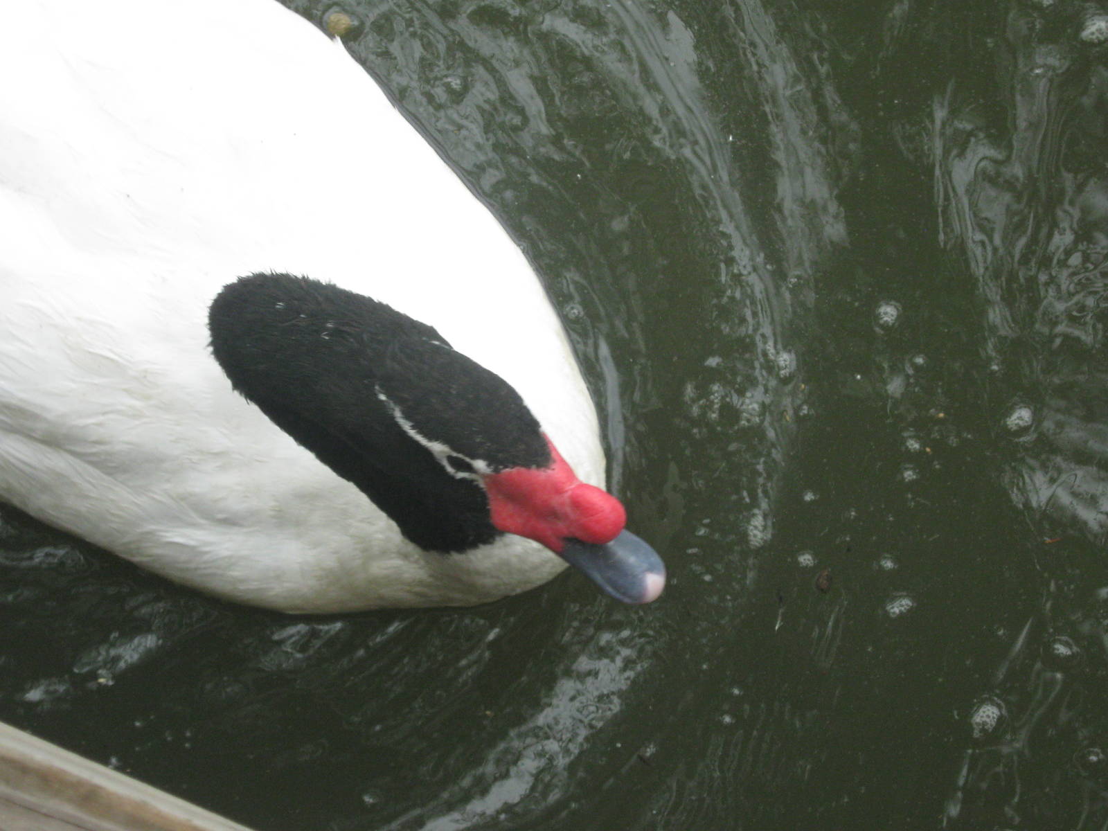 Waterfowl Pond-Black-Necked Swan