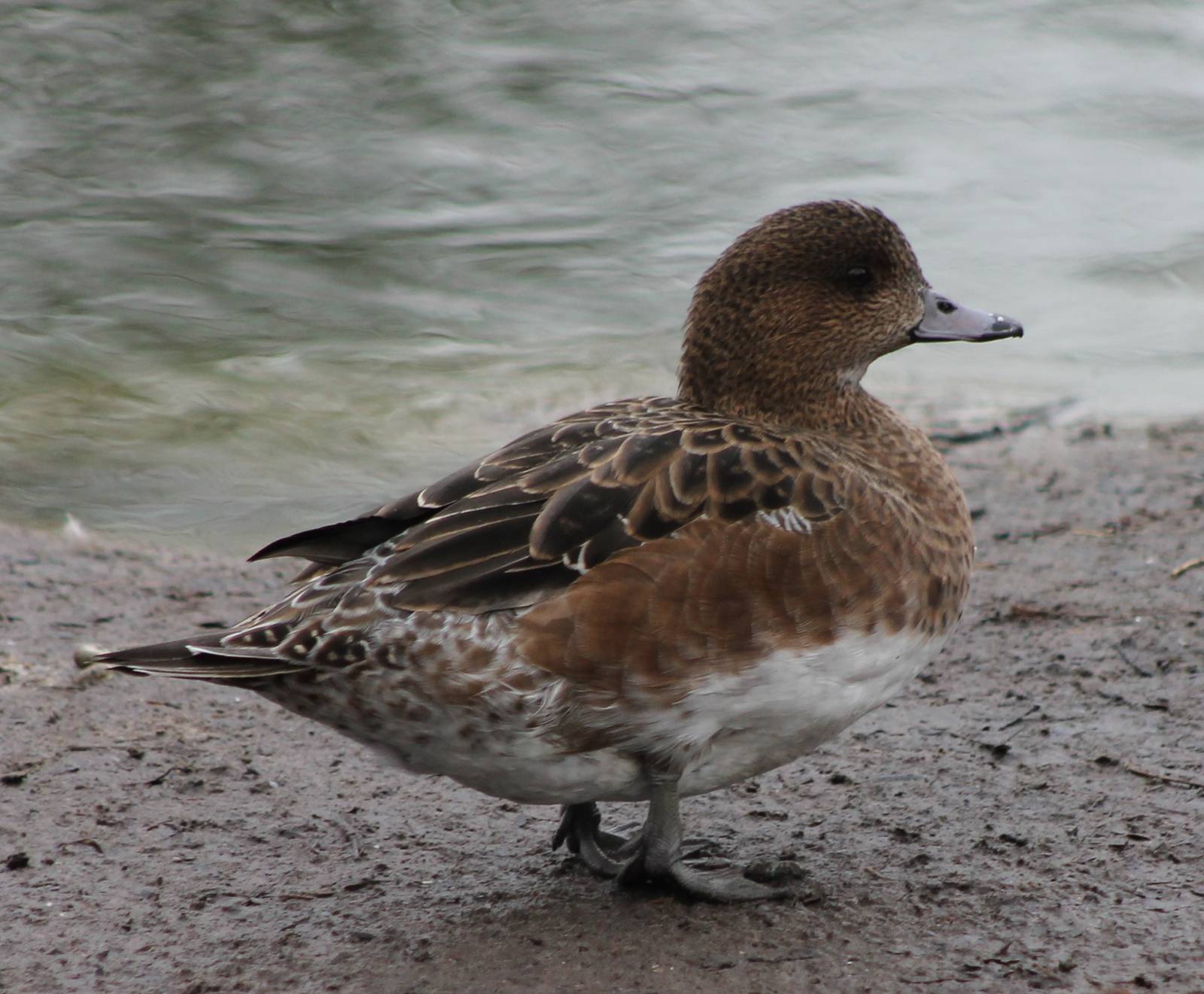 Waterfowl pond - Eurasian wigeon female