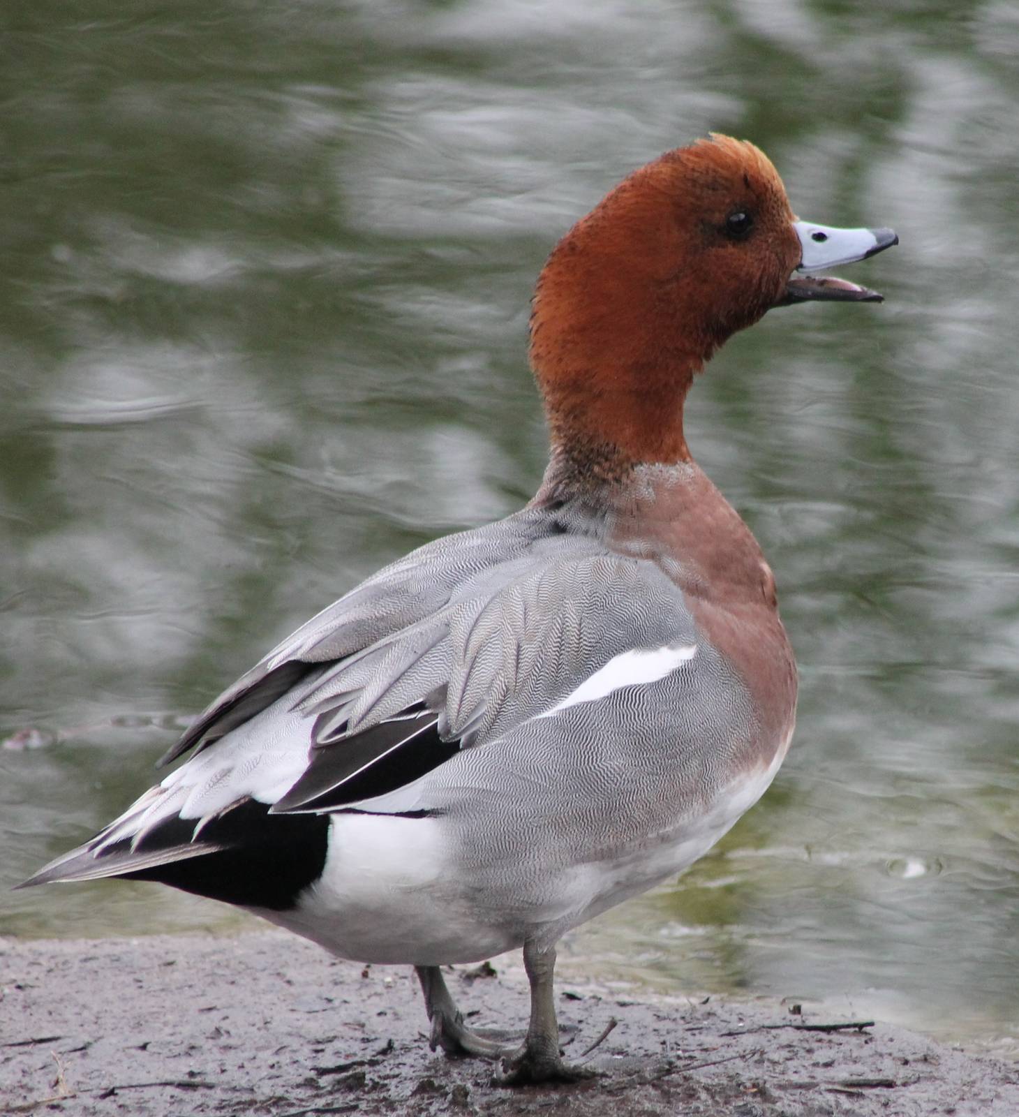 Waterfowl pond - Eurasian wigeon male