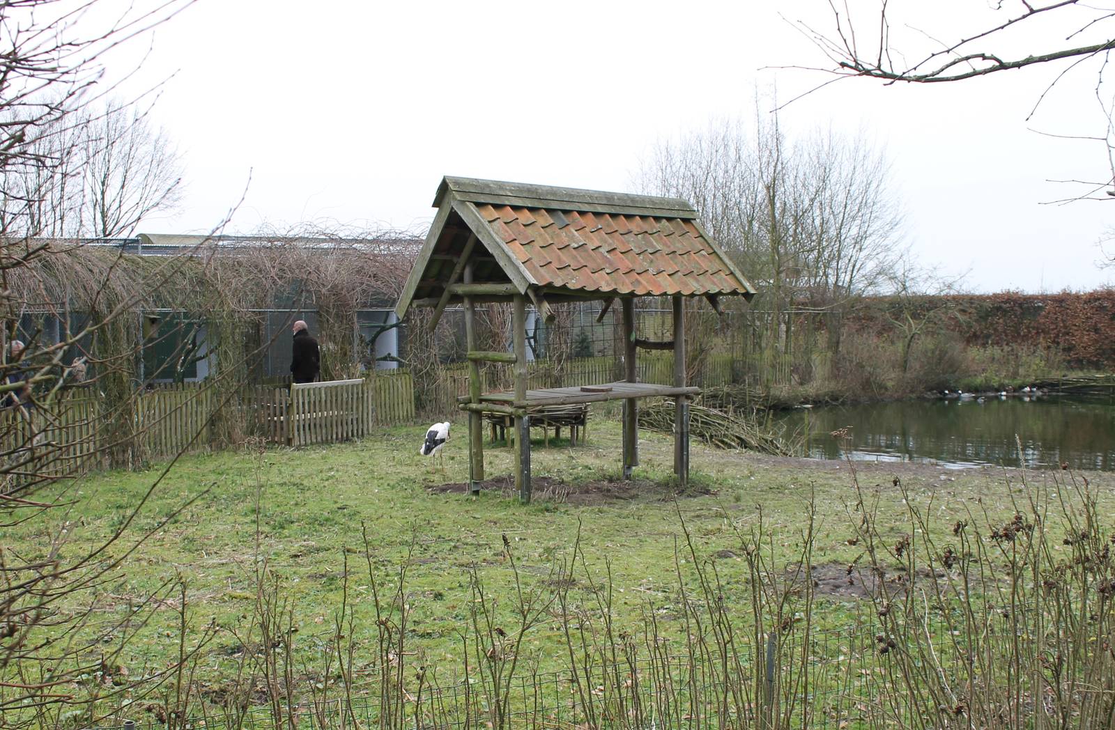 Waterfowl pond - European white stork
