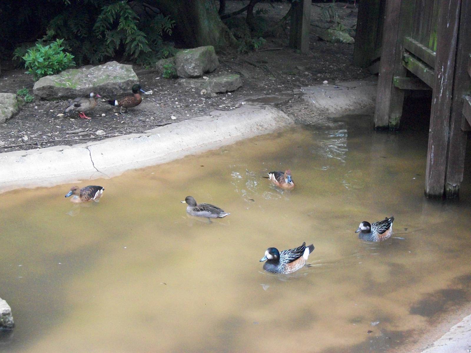 Waterfowl pond in walk-through aviary, 4th May 2014