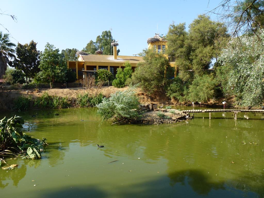 Waterfowl pond, July 2013.