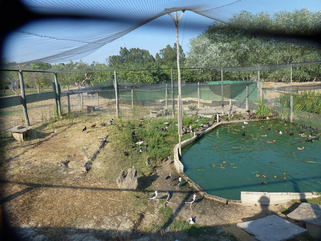 Waterfowl pond, July 2013.