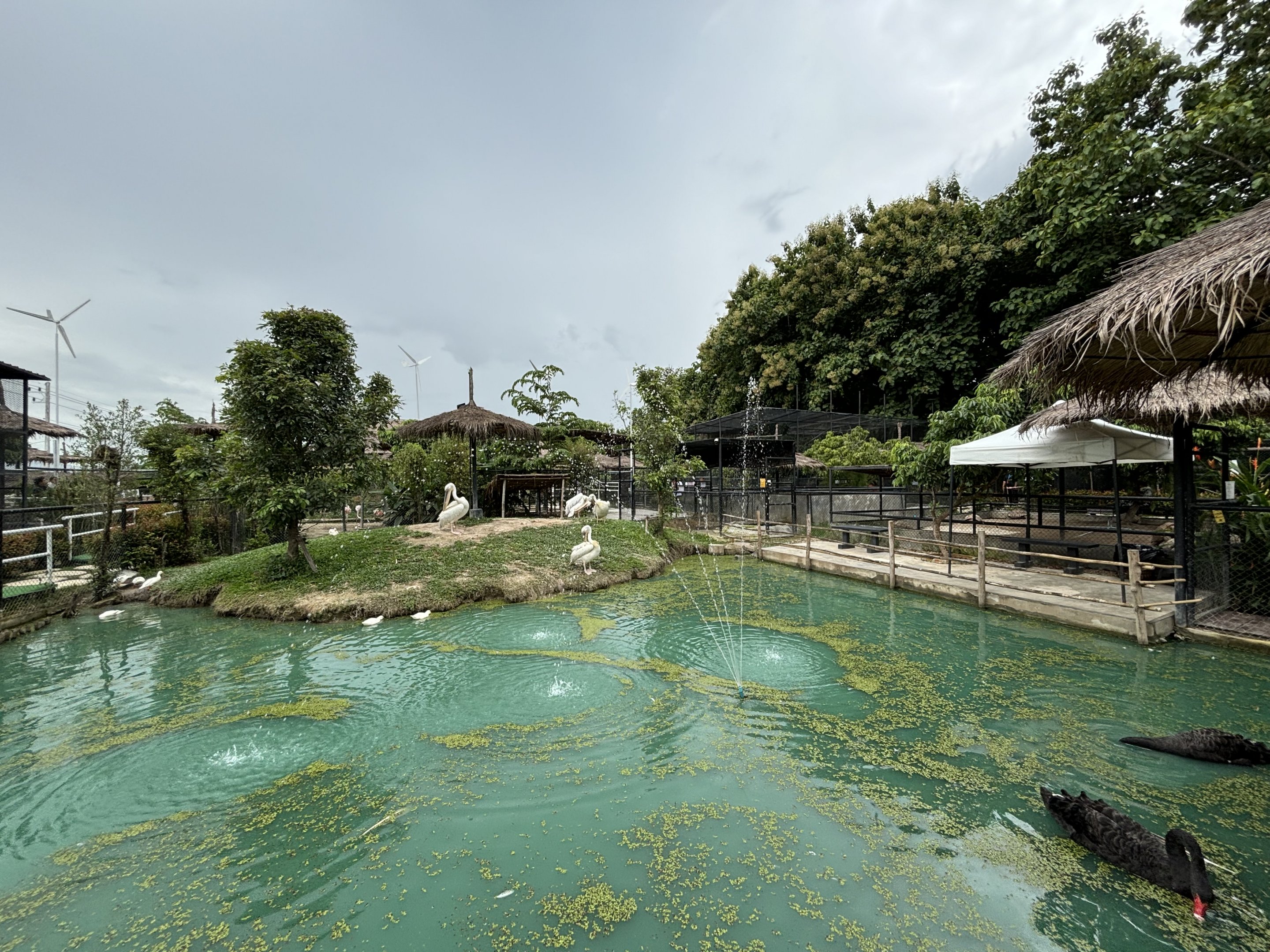 Waterfowl Pond - Lanna Mini Zoo